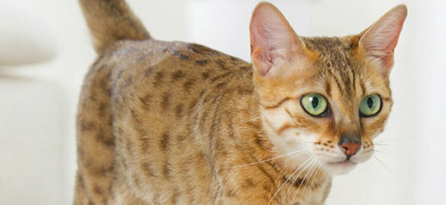 Котячі мітки: чому улюбленець залишає "послання" і як це зупинити