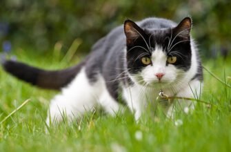 Розуміння мови тіла вашого кота