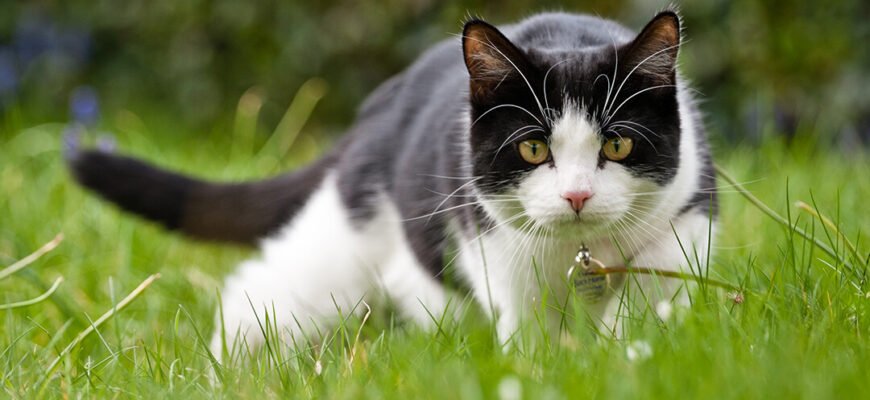 Розуміння мови тіла вашого кота