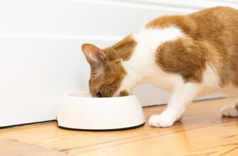 Розуміння стану здоров'я печінки вашого кота