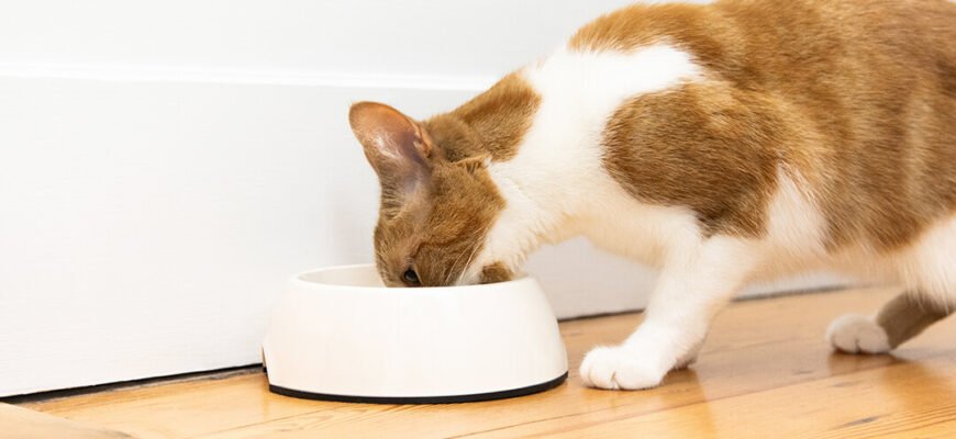 Розуміння стану здоров'я печінки вашого кота