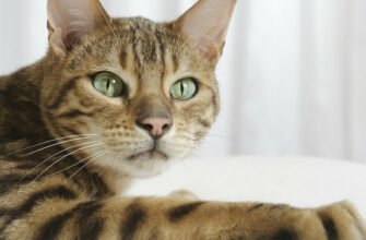 Розуміння психології кота