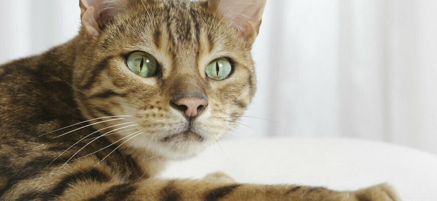 Розуміння психології кота