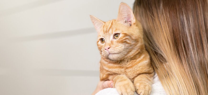 Незвичайні хвороби котів: симптоми, які не можна ігнорувати