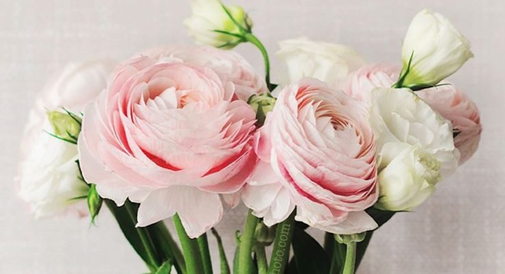 В Хрещення бажаю вам Спокою і миру