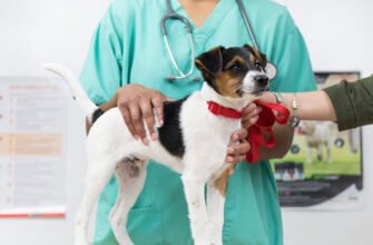 Вакцинація цуценят: коли робити щеплення цуценяті?