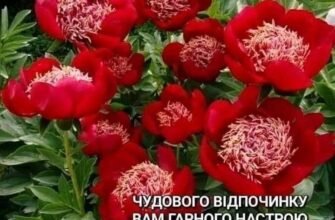 Вам сьогодні п’ятдесят. Пора зрілості чимось схожа на золоту осінь