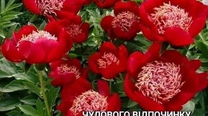 Вам сьогодні п’ятдесят. Пора зрілості чимось схожа на золоту осінь