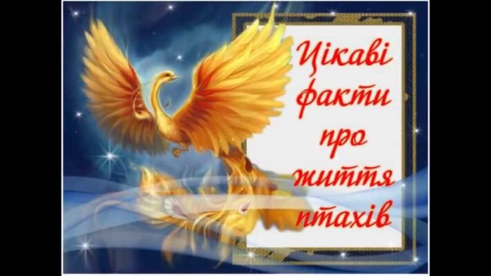 Відомо, що птах не буде повноцінно існувати