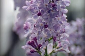 Вітаємо з принцесою! Бажаємо кожен день від своєї квіточки