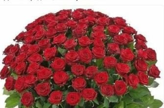 Вітаю з днем народження! Бажаю жити по-королівськи