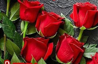 Вітаю з Днем Народження! Нехай всі дні будуть такі як сьогодні