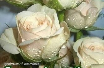 Вітаю з цією чудовим подією, з новим кроком і новою сторінкою твоєї історії