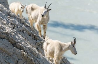 Високо в горах, серед прекрасних гірських пейзажів жив-був один гірський козел