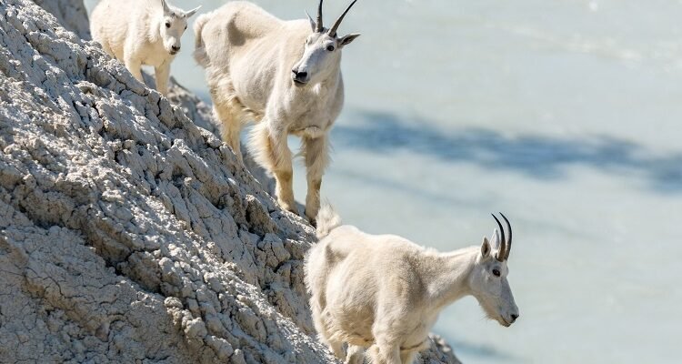 Високо в горах, серед прекрасних гірських пейзажів жив-був один гірський козел Високо в горах, серед прекрасних гірських пейзажів жив-був один гірський козел