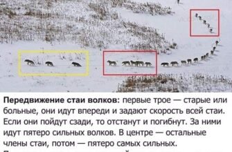 Високо-високо в горах жив баранець і найбільше у світі він хотів так само, як птах