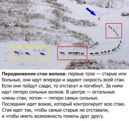 Високо-високо в горах жив баранець і найбільше у світі він хотів так само, як птах