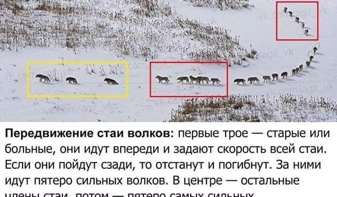 Високо-високо в горах жив баранець і найбільше у світі він хотів так само, як птах