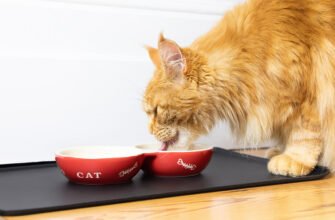 Що їдять коти?