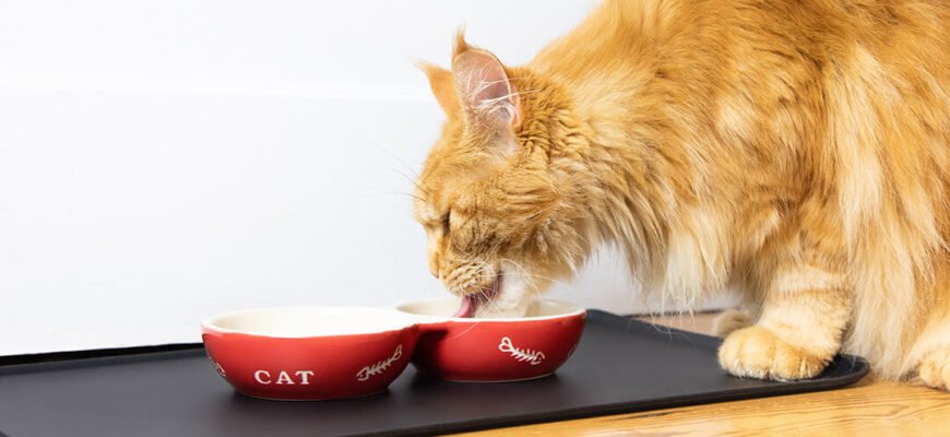 Що їдять коти?