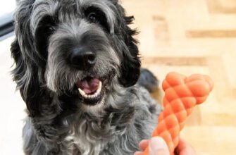 Сухий ніс у собаки