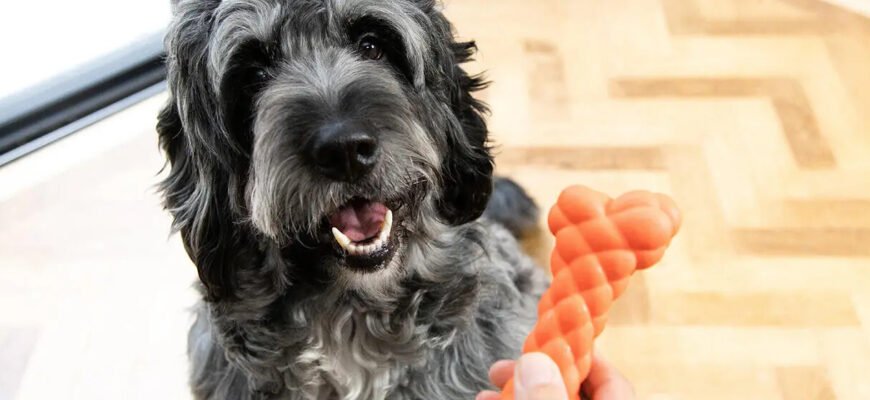 Сухий ніс у собаки