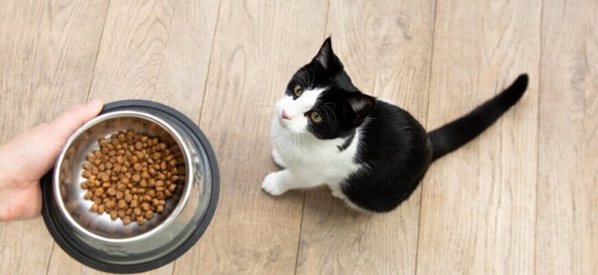 Як годувати кошеня Як годувати кошеня