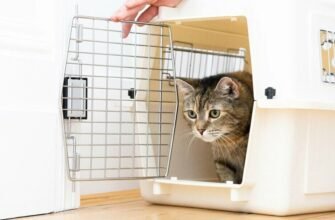 Вакцинація котів та кошенят: що потрібно знати