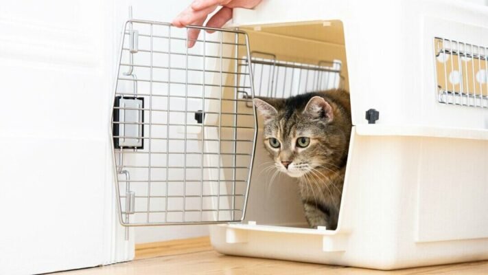 Вакцинація котів та кошенят: що потрібно знати