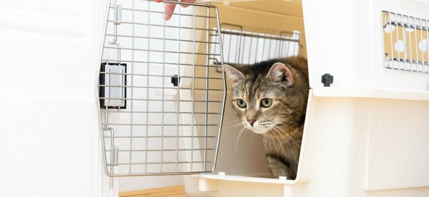 Вакцинація котів та кошенят: що потрібно знати