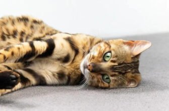 Хвороба котячих подряпин (феліноз): що потрібно знати