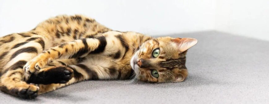 Хвороба котячих подряпин (феліноз): що потрібно знати