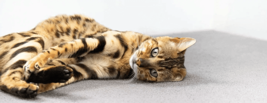 Чумка у кота