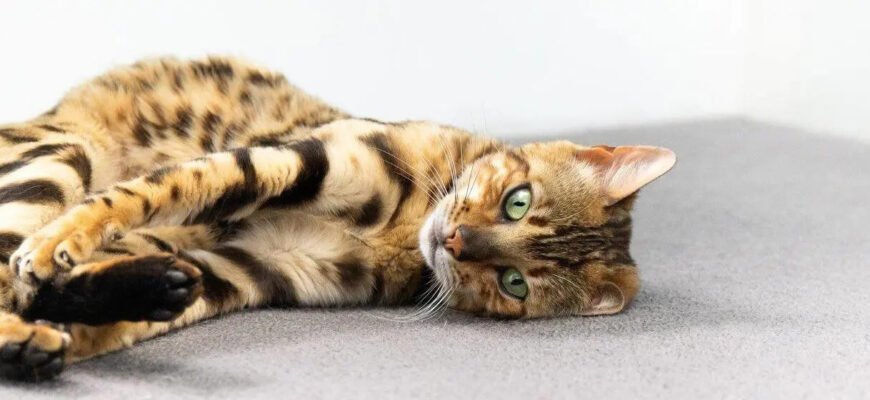 Хвороба котячих подряпин (феліноз): що потрібно знати Хвороба котячих подряпин (феліноз): що потрібно знати