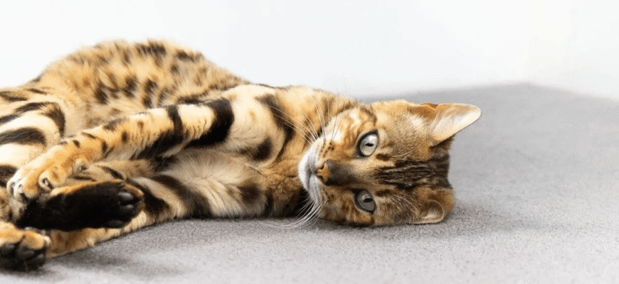 Чумка у кота