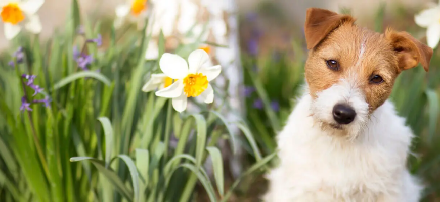 Собаку вкусила бджола чи оса: що робити?