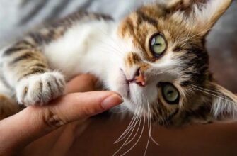 Стерилізація кішки: головні етапи та поради ветеринарів