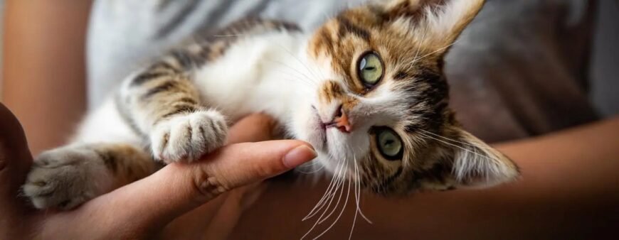 Чому в кота тече слина з рота?