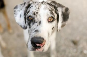 До якого віку ростуть собаки?