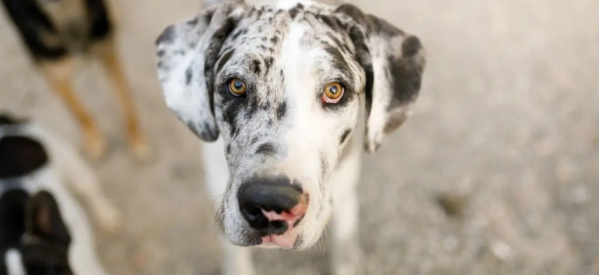 До якого віку ростуть собаки?