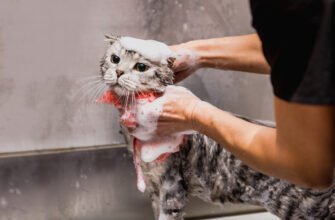 Чому коти ненавидять воду?