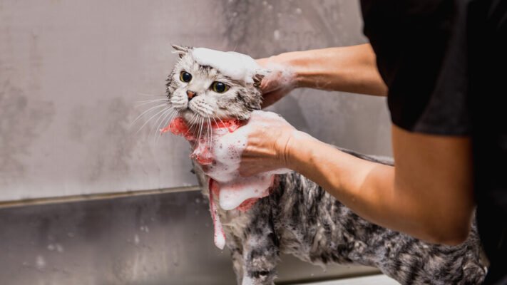 Чому коти ненавидять воду? Чому коти ненавидять воду?