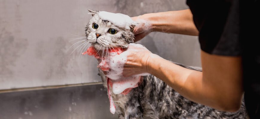 Чому коти ненавидять воду?