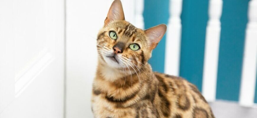 Для чого котам вуса?