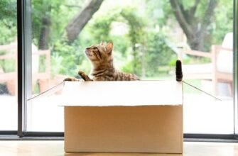 Чому коти люблять коробки?