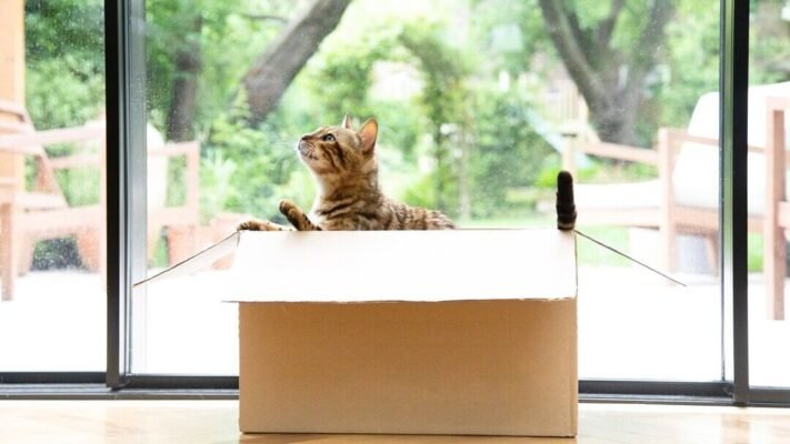 Чому коти люблять коробки? Чому коти люблять коробки?