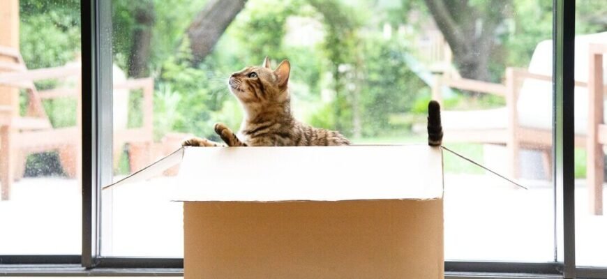 Чому коти люблять коробки?