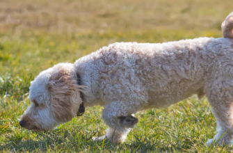 Чому собаки їдять траву?