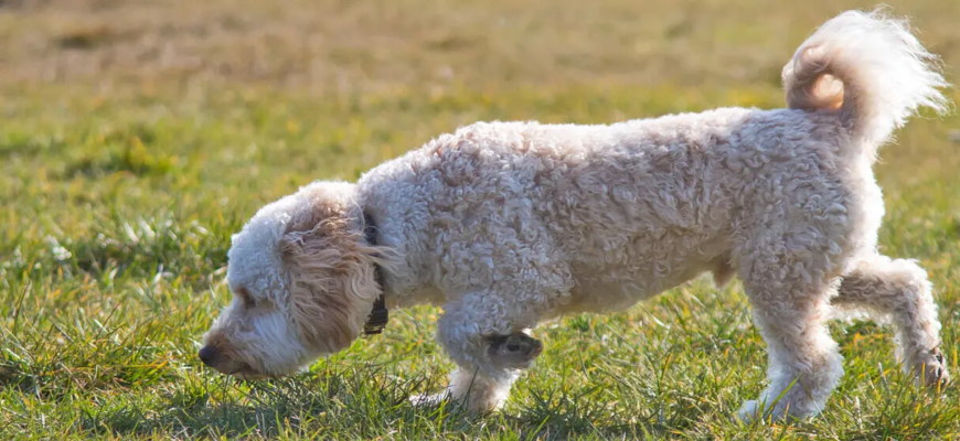 Чому собаки їдять траву?