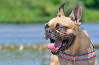 Чому собака чхає?